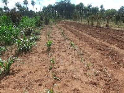 EN VENTA – PROPIEDAD RURAL EN CAPILLA CUÉ, PARAGUARÍ