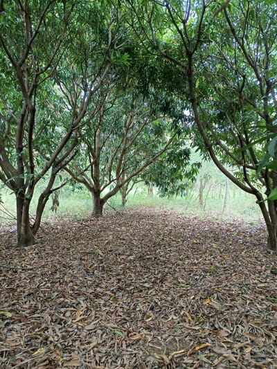Vendo Terreno 1/2 Ha. en Paraguari (Cerca Cerro Mbatoví)