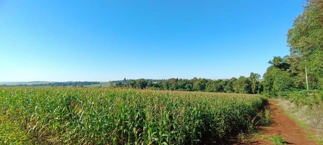 VENDO CAMPO PARA AGRICULTURA EN ITAKYRY - 1570 H.