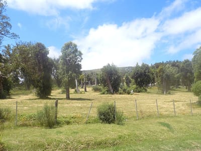 TERRENO CERRO DEL TORO MALDONADO CERRO DEL TORO TE100847