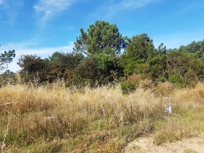 TERRENO PUNTA COLORADA MALDONADO  TE500600
