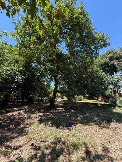 Terreno de 825 m² en Zeballos Cué | Asunción