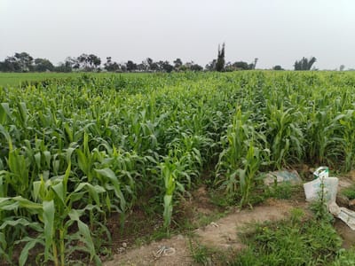 VENTA