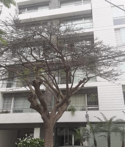 Alquilo Departamento de 55 m² en Calle Las Dalias Miraflores
