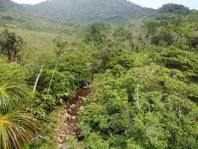 Terreno de 40Ha en caynarachi,Lamas. De ocasión.