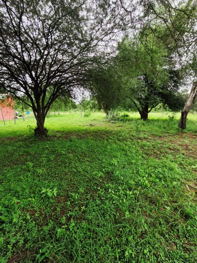 VENDO 7 LOTES JUNTOS EN CHACO'I NUEVA ASUNCIÓN