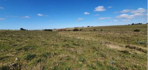 Venta De 20 Hectáreas De Campo En José Ignacio Camino Cañ
