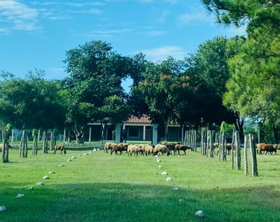 VENDO- 110 HECTAREAS SOBRE RUTA ACAHAY - LA COLMENA