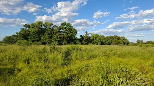 EN VENTA CAMPO EN EL CHACO PARAGUAYO 