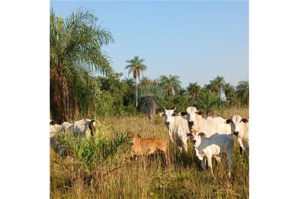 Terreno - Venta - Tobatí, Paraguay