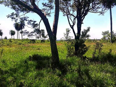 VENDO PROPIEDAD RURAL CORONEL OVIEDO A 4 KM DE LA CIUDAD