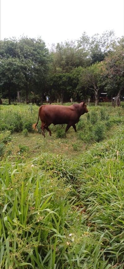 VENDO ESTANCIA GANADERA EN VILLETA