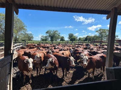ESTANCIA EN VENTA – NEULAND, CHACO PARAGUAYO