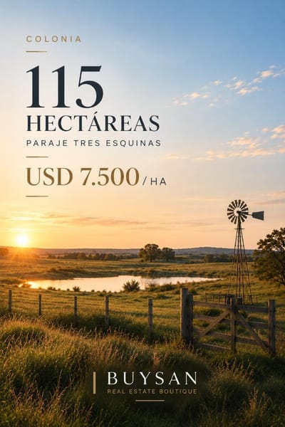 Excelente oportunidad de campo agrícola-ganadero de 115 hectáreas, ubicado en Paraje Tres Esquinas, departamento de Colonia