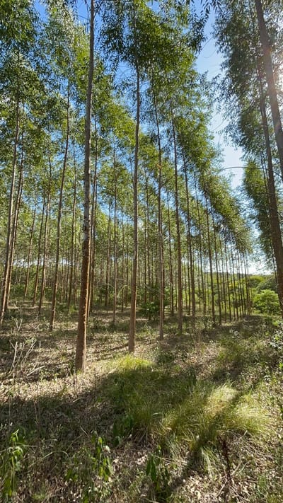 VENDO TERRENO EN CORONEL OVIEDO