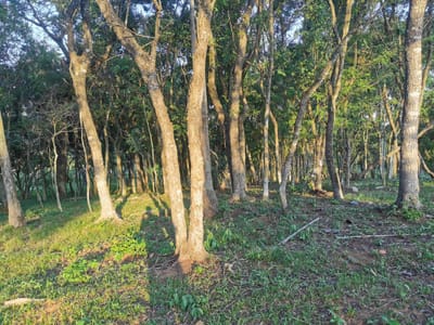Vendo terreno en Yukyry – Luque