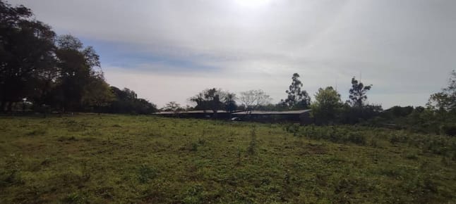 Granja Porcina