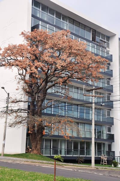 LINDO DEPARTAMENTO EN ALQUILER EN ZONA NORTE