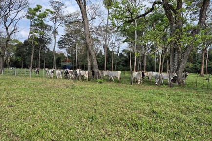 VENDO CAMPO AGRICOLA EN CAAZAPA 60 HECTAREAS