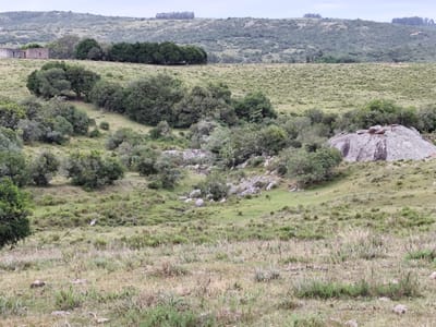 Campo de 22 has en paraje carape