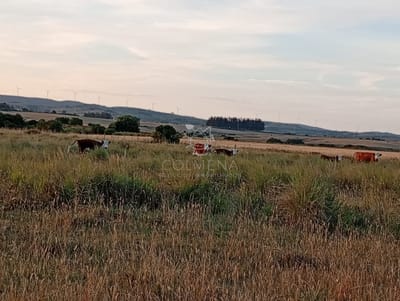 Campo 48 has en Paso Dutra