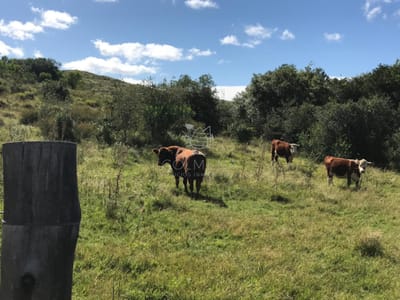 Campo 138 has en las Cañas