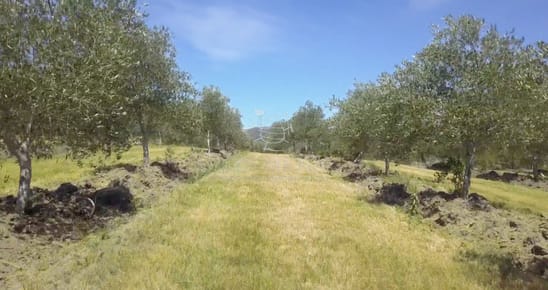 Campo de 166 has