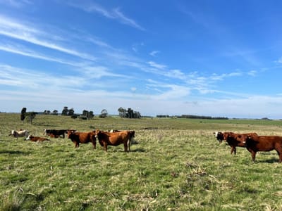 Campo 47 has cerca ruta nueve del lado al mar