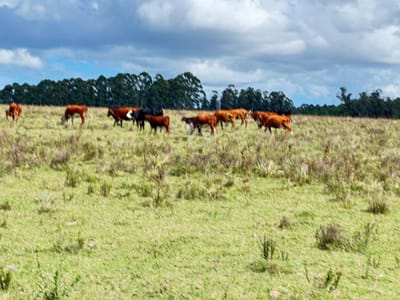 Campo en Lavalleja