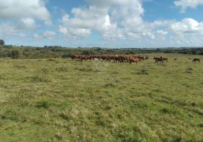 Campo sobre ruta 39 cerca de San Carlos
