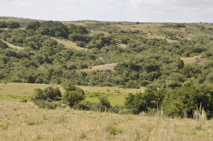Venta de chacras de 5 has se ubicado en Garzon