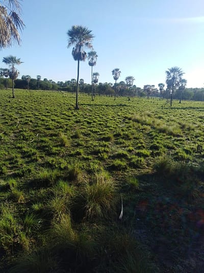 Vendo Estancia en Presidente Hayes 1906 has
