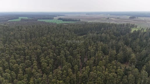 Campo Forestal I Lavalleja I Ha: 790. IC: 72.