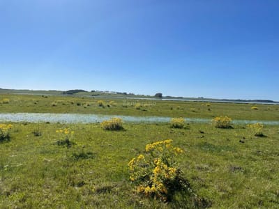 Campo Agrícola Ganadero en Rocha