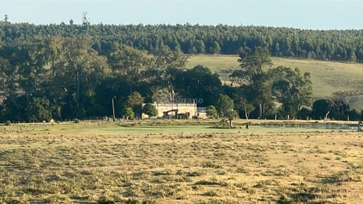 Campo Forestal Ganadero en Cerro Largo