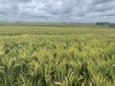 Estancia Agrícola Ganadera en Flores