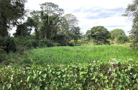 723 Hectáres (Ganadería / Agricultura) En Venta