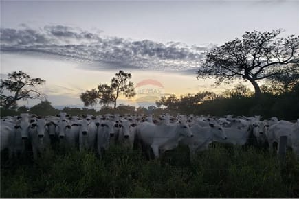 VENDO ESTANCIA EN MARISCAL ESTIGARRIBIA 8.000 HECTAREAS