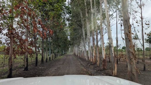 Venta de Propiedad Agrícola en Benjamín Aceval
