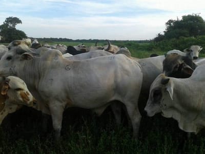 AVISO  EN VENTA una ESTANCIA GANADERA de 2000 hectáreas, completamente encerrada por laguna y yomomos, libre de abijeato, apta para entrar a trabajar. .tiene corrales, corralon, casa, cocina, posos semisurgentes, con posas de agua, excelente para ganado d