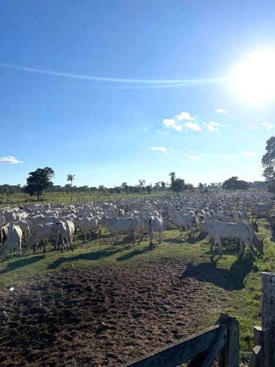 En Venta: 13.720 Ganaderas Con Potencial Agrícola En Siv
