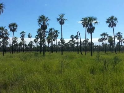ESTANCIA EN VENTA EN POZO AZUL - BOQUERON