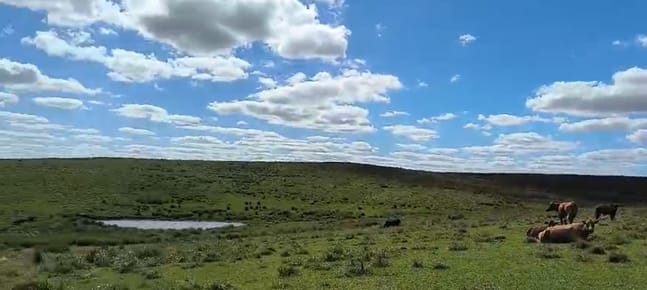 Venta Campo En Lavalleja