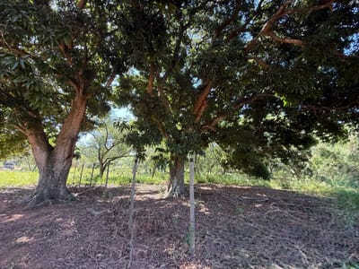 En Venta Amplio Terreno En Luque