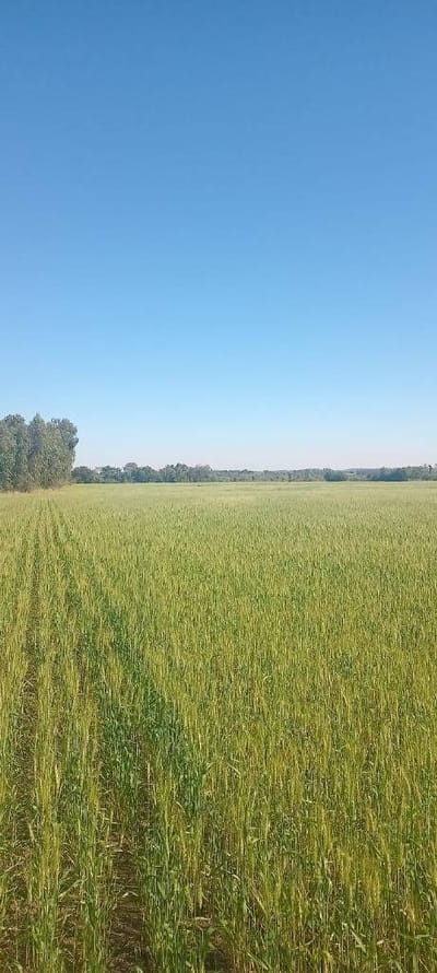 PROPIEDAD RURAL MECANIZADA EN OFERTA ENCARNACION 