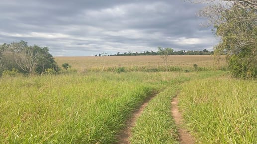 Propiedad agrícola de 49 hectáreas en Minga Guazú – Km 28 Acaray