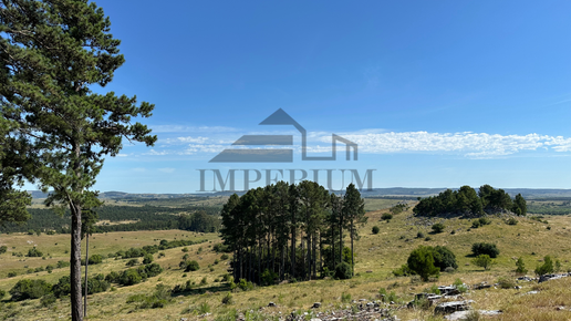 VENTA | Campo 316 hectáreas Ganadero / Forestal en Mariscala