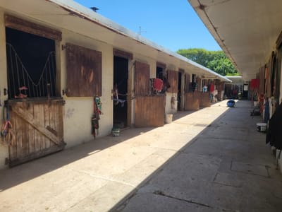 Venta de Stud en Maroñas