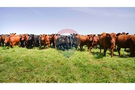 En Venta Finca - Oportunidad de inversión ganadera o agrícola