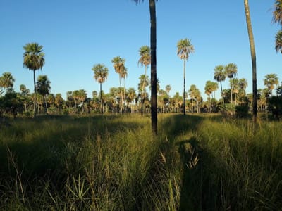 OPORTUNIDAD Vendo campo con 392 hectáreas
